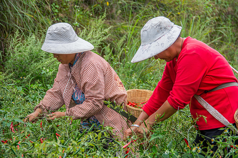 小米辣采摘
