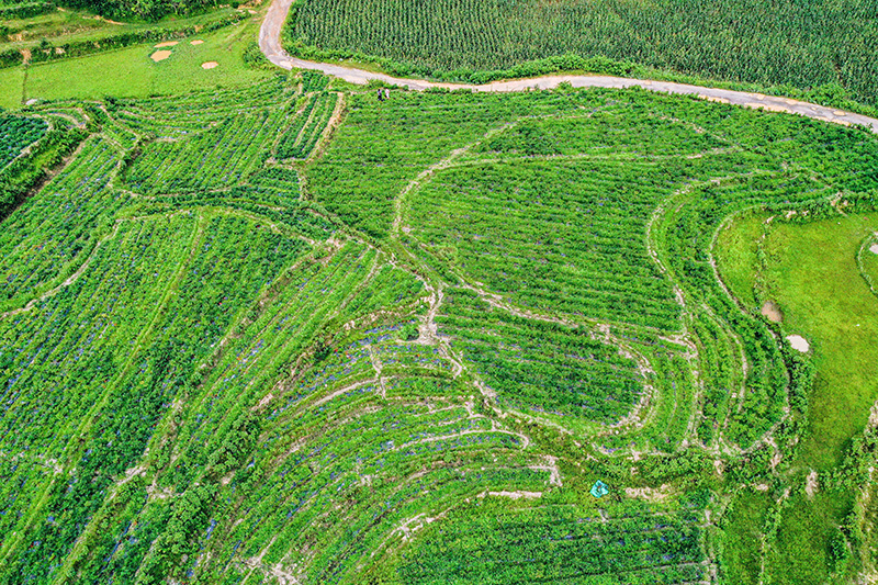 大規(guī)模種植基地